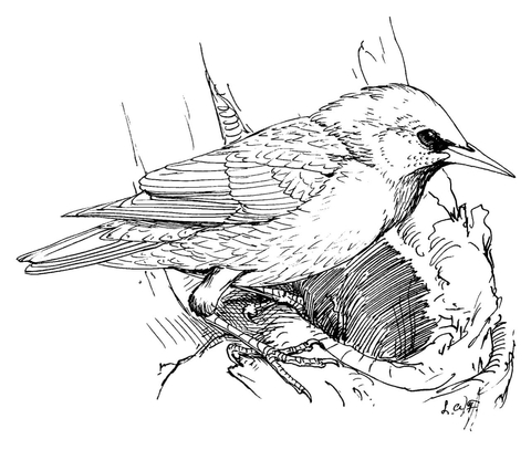 Perched European Starling Coloring Page